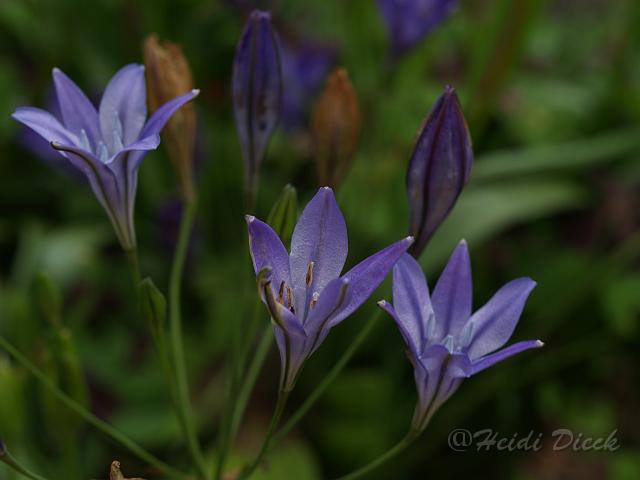 Brodiaea  Koenigin Fabiola.JPG - Brodiaea hybr 'Königin Fabiola' / Miniatur-Agapanthus / Herrenkamper Gärten